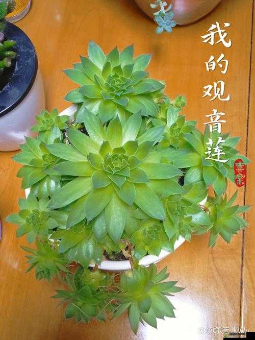 神奇多肉植物肉观音莲的独特魅力与养护之道